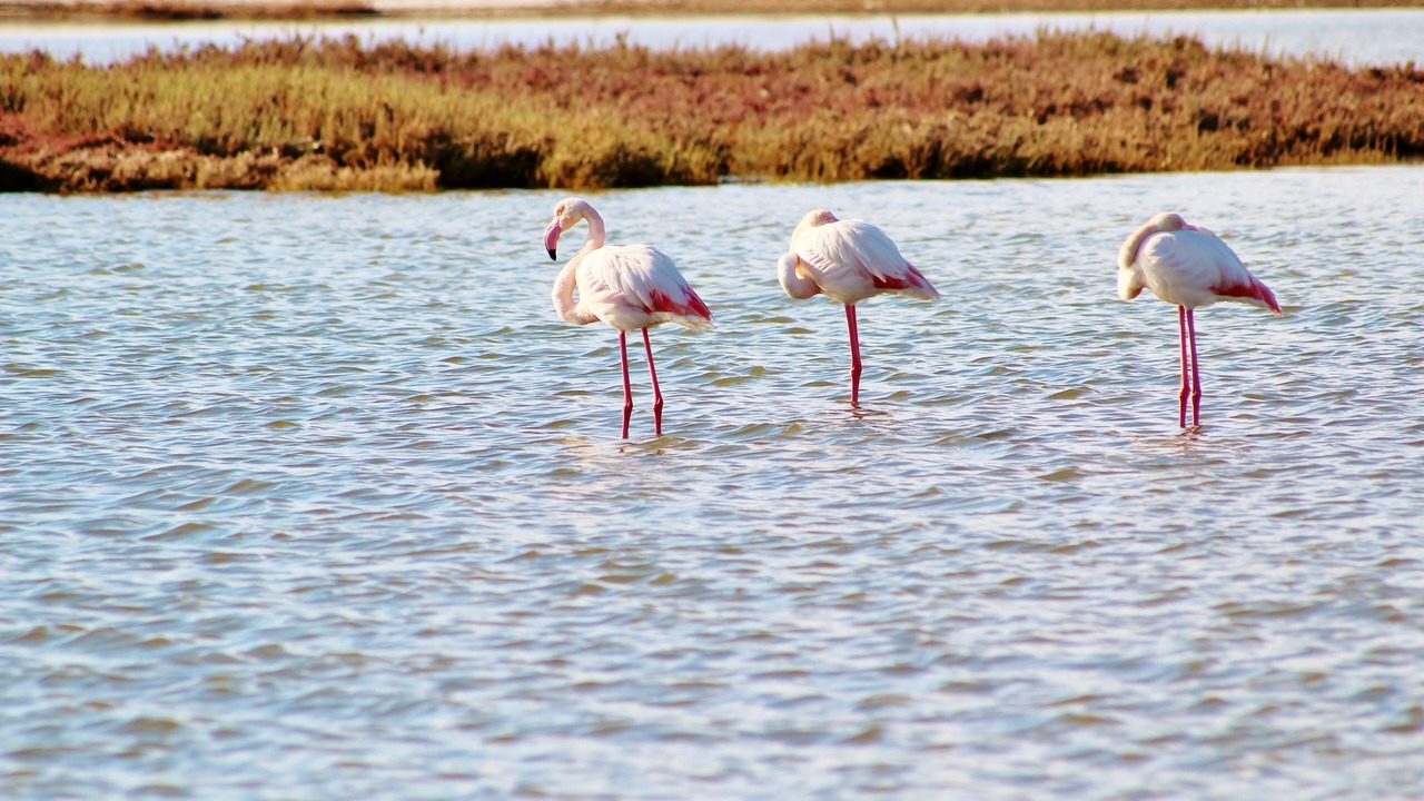 Photo of Others in Capo Mannu