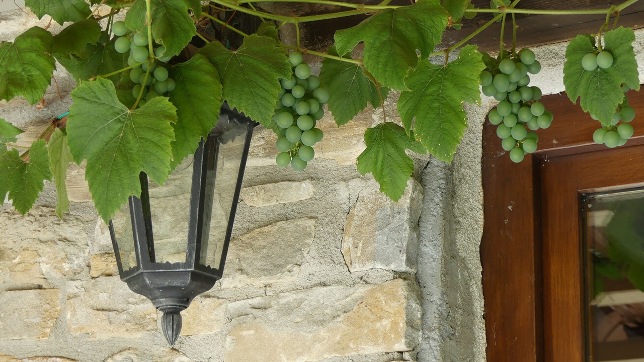 Photo of Outdoor in Mombarcaro
