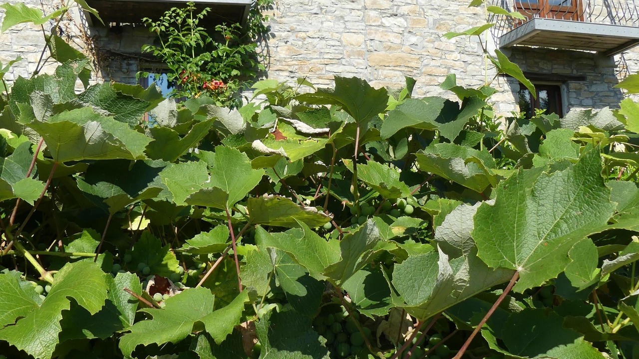 Photo of Outdoor in Mombarcaro