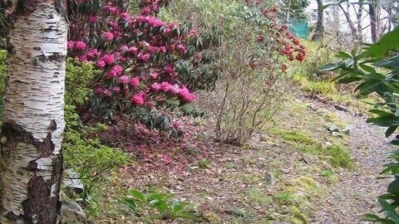 Photo of Outdoor in Balmacara