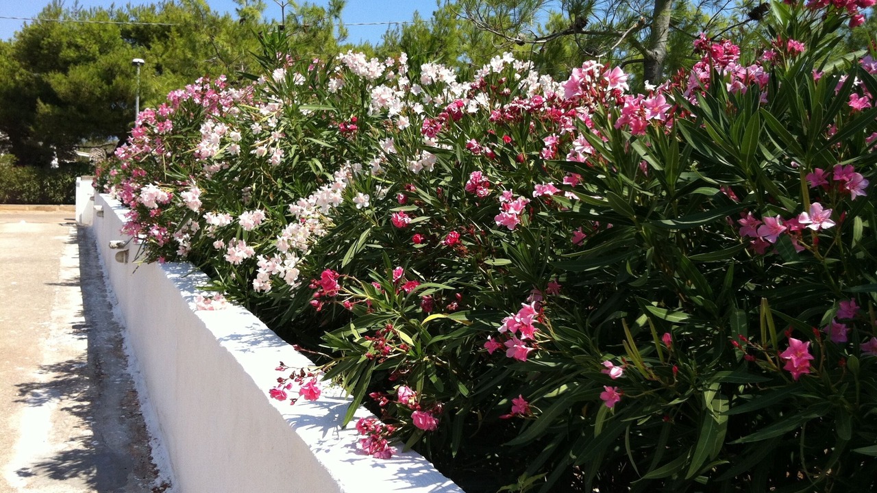 Photo of Outdoor in Villanova