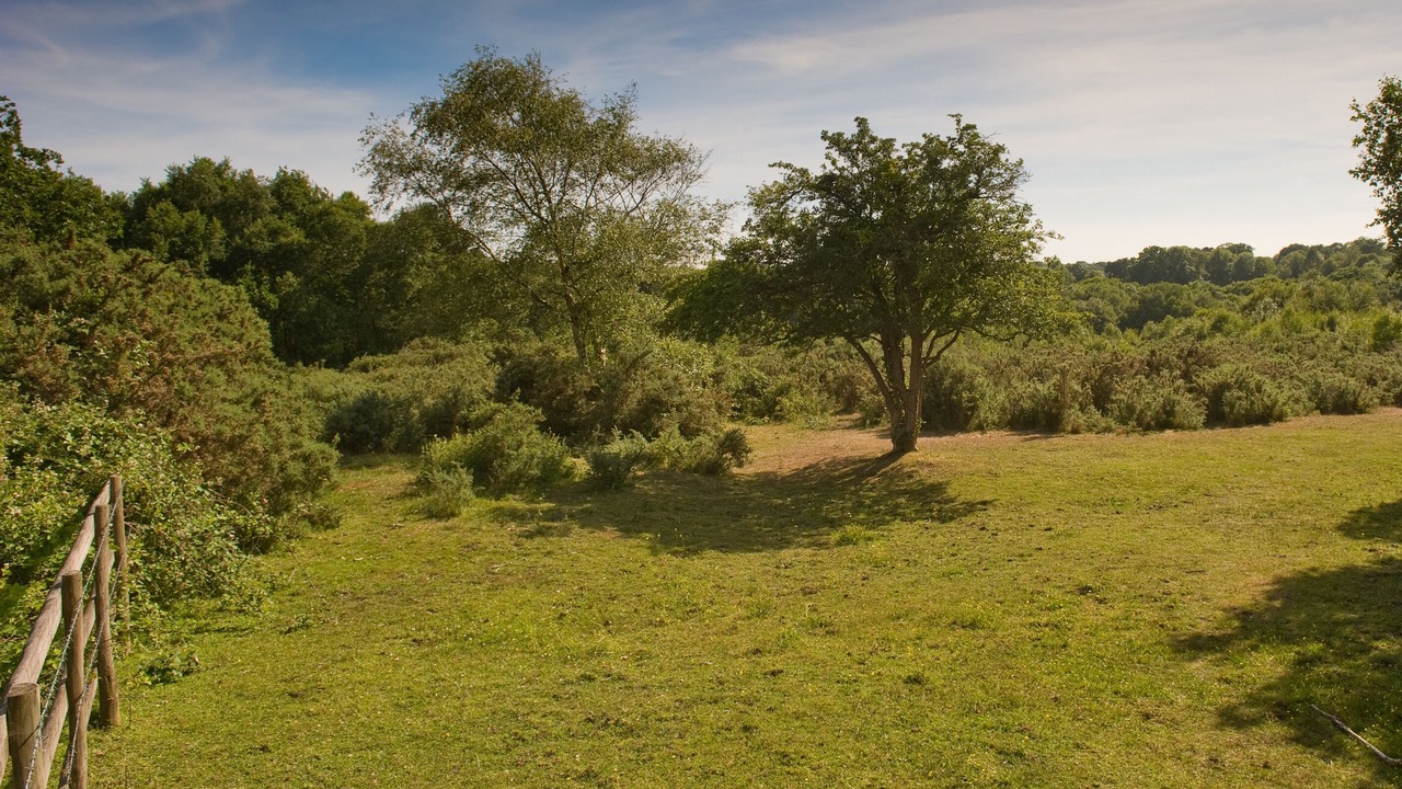 Photo of Outdoor in New Forest District