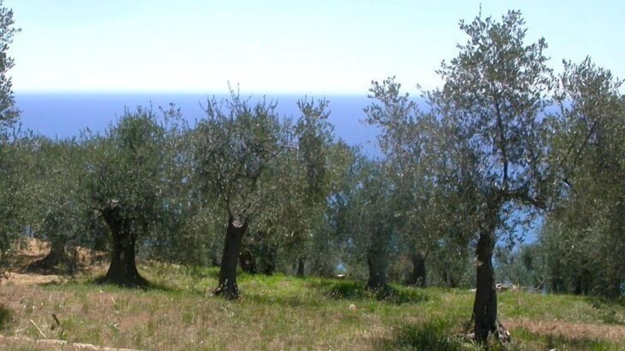 Photo of Outdoor in Imperia