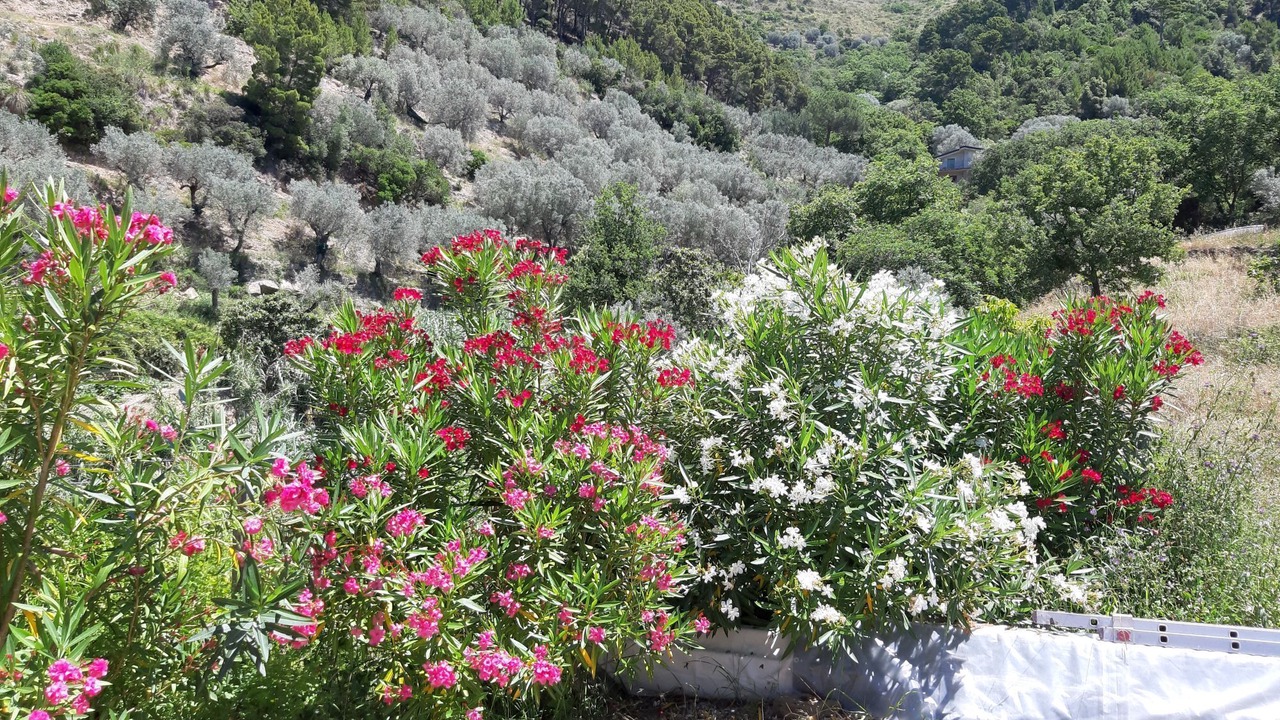 Photo of Outdoor in Montecorice