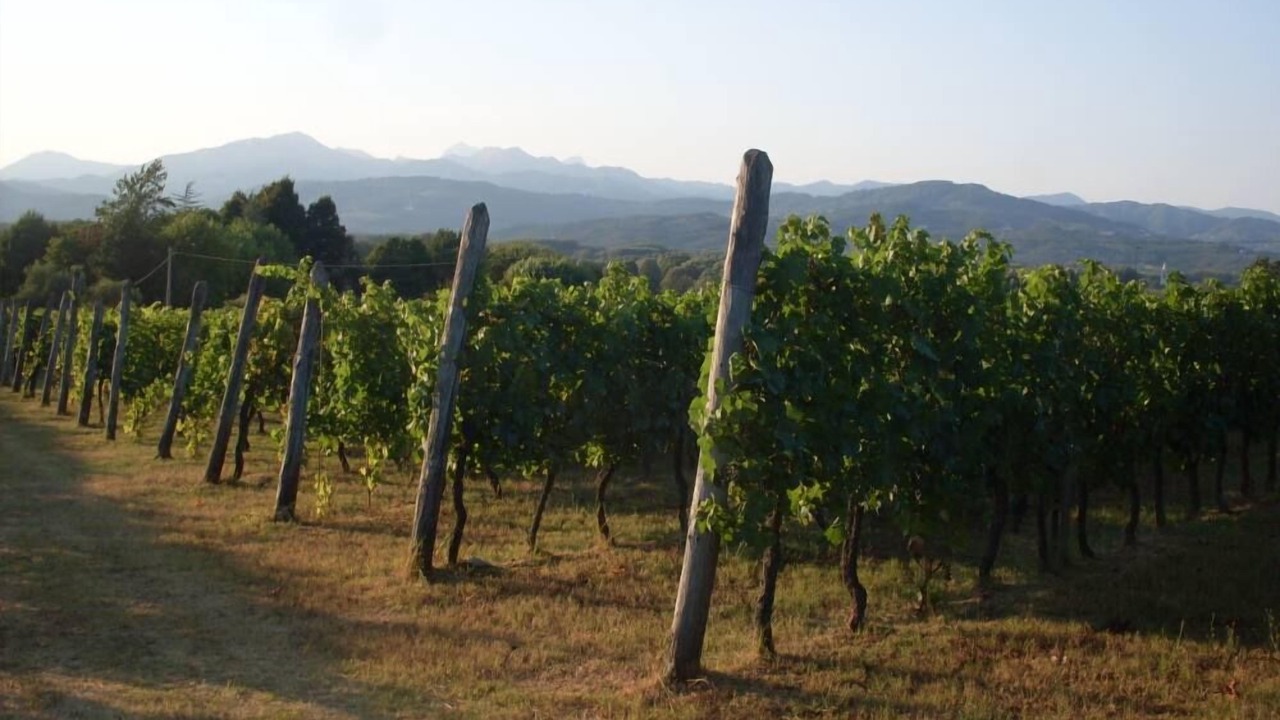 Photo of Outdoor in Vicopelago