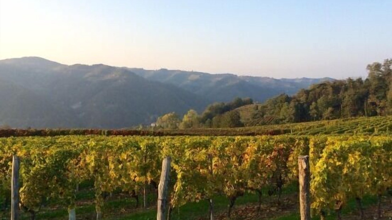 Photo of Outdoor in Cossano Belbo