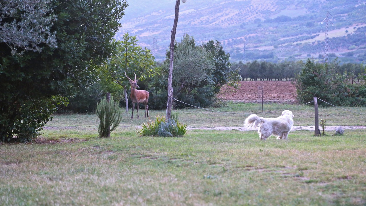 Photo of Outdoor in Tocco da Casauria