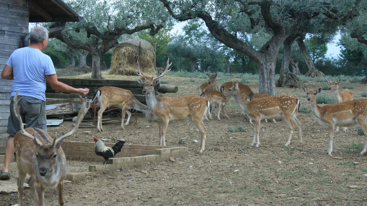 Photo of Outdoor in Citta Sant'Angelo
