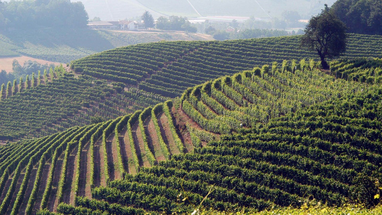 Photo of Outdoor in Verduno