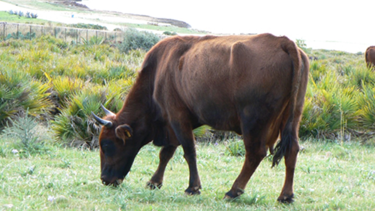 Photo of Others in Cornino