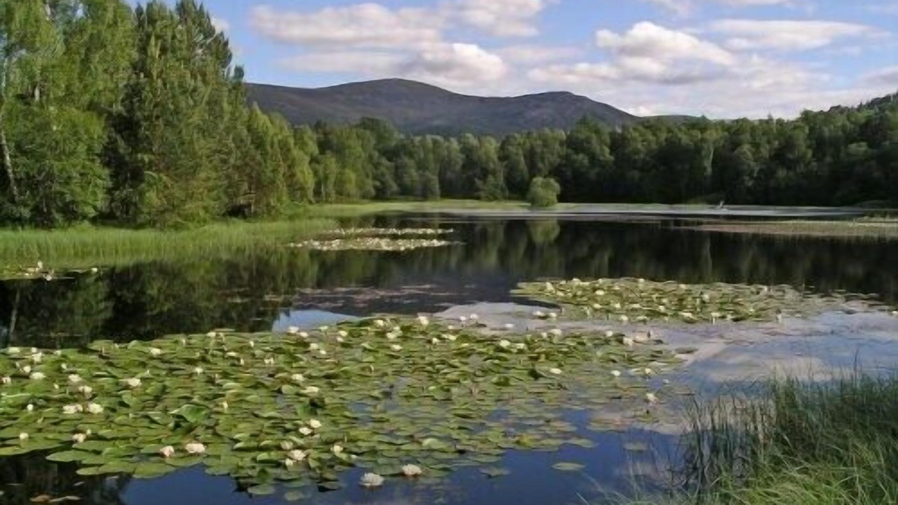 Photo of Others in Dulnain Bridge