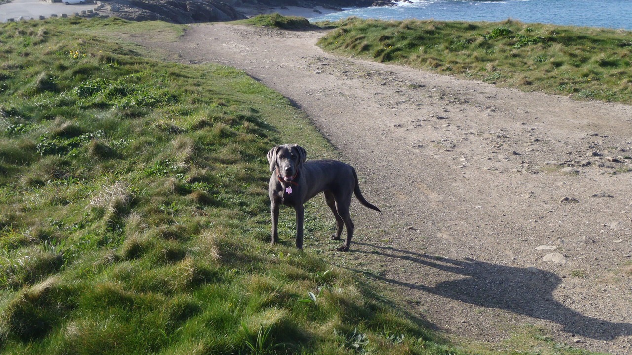 Photo of Others in Newquay