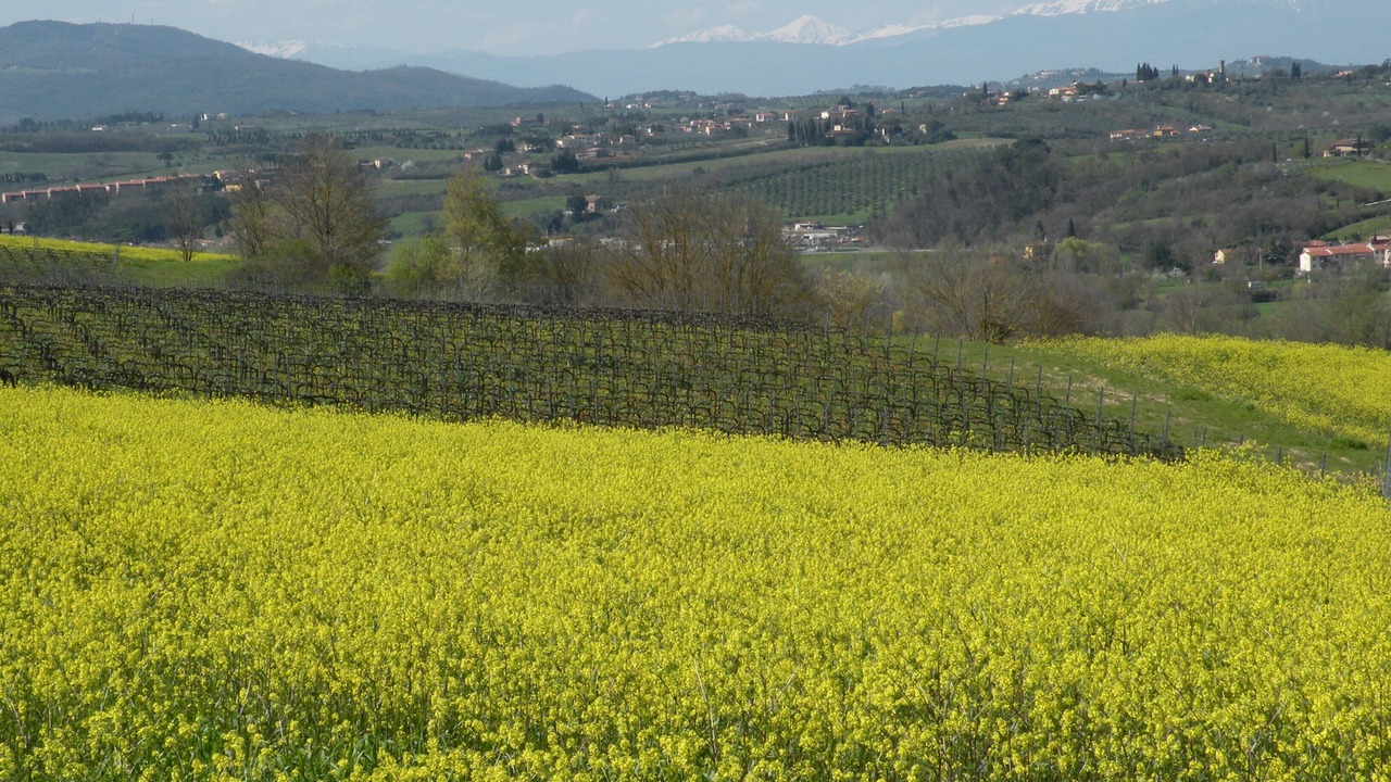 Photo of Outdoor in Montespertoli