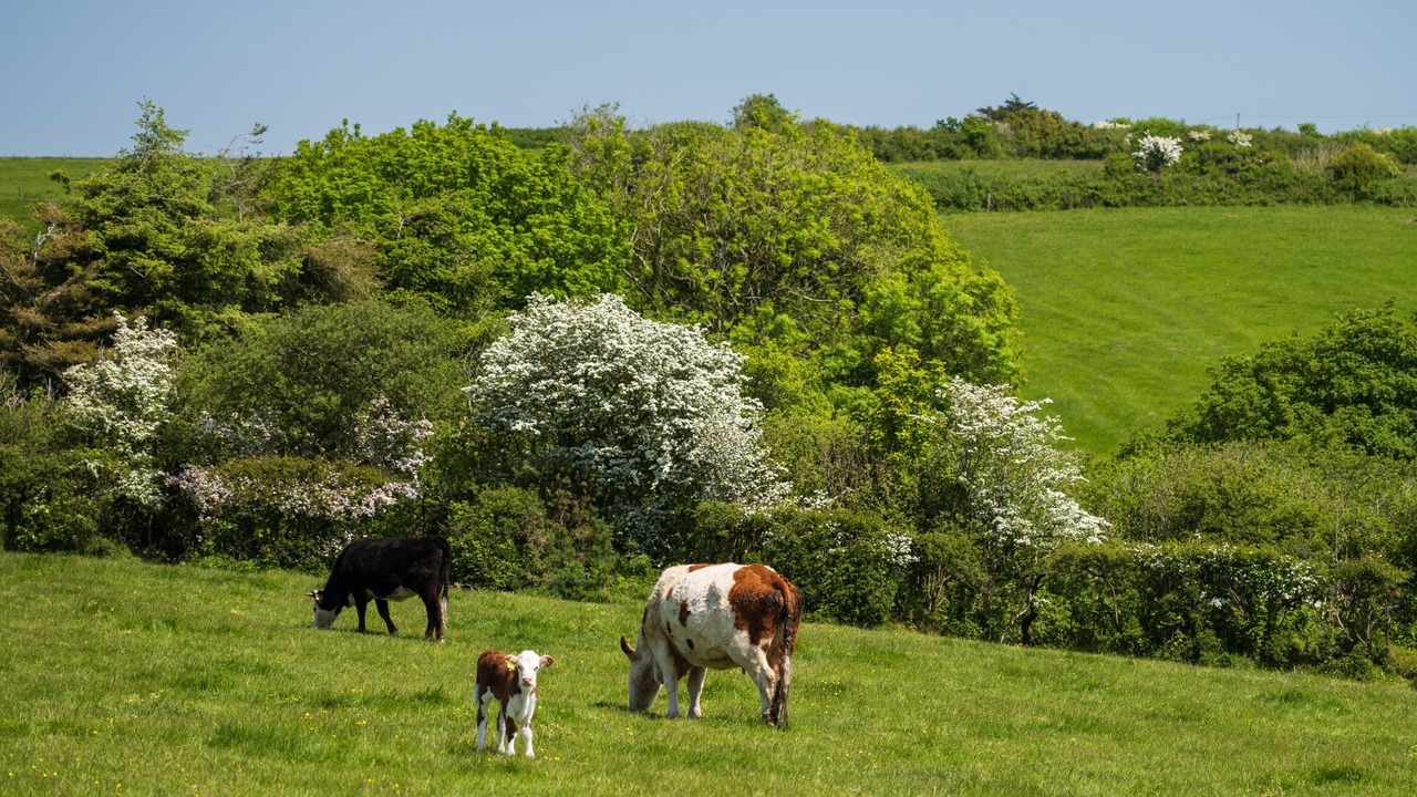Photo of Others in Bude