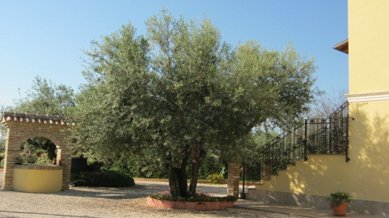 Photo of Outdoor in Pianella