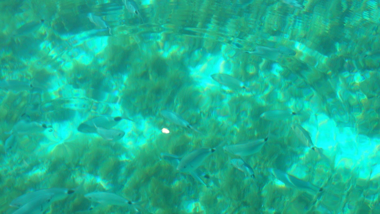 Photo of Others in Luogosanto
