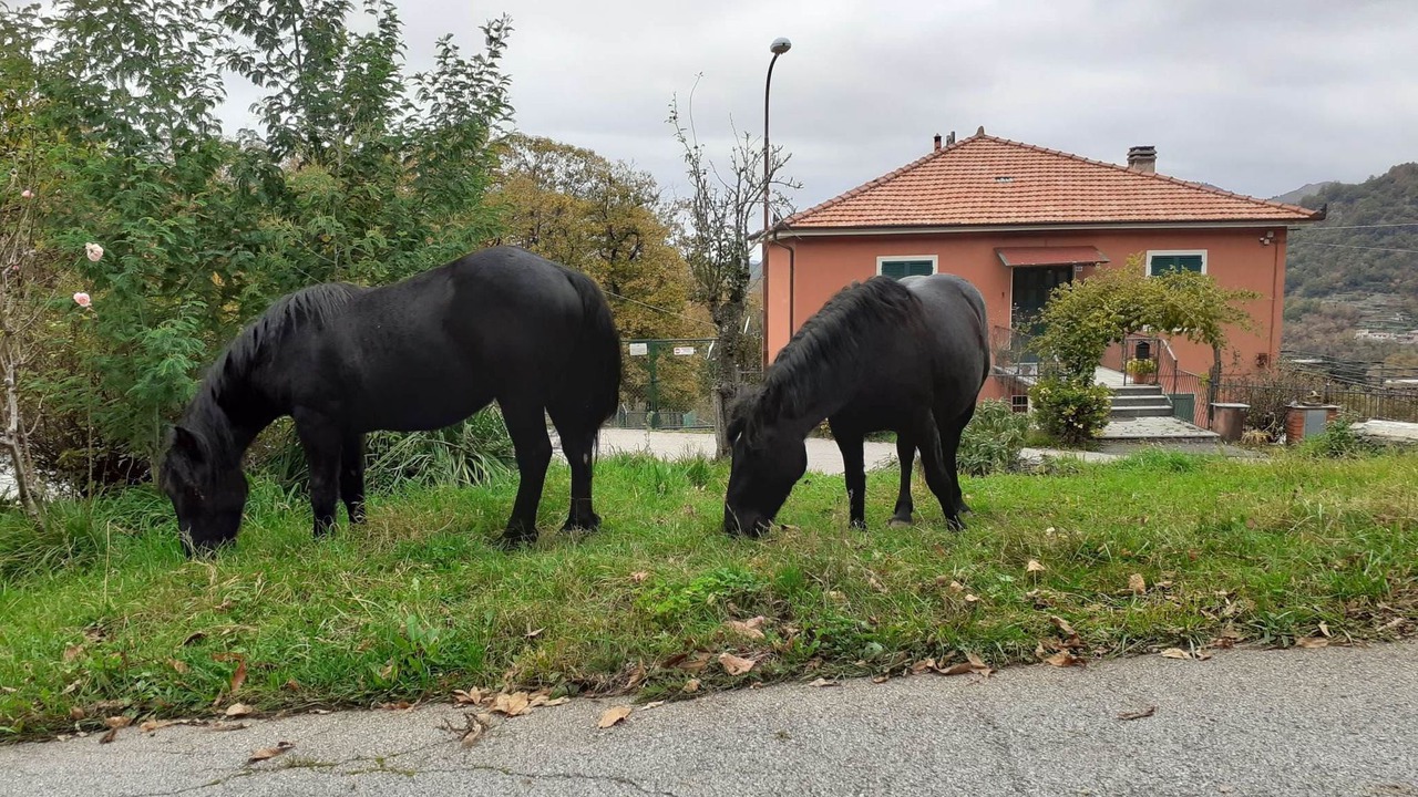 Photo of Outdoor in Arzeno