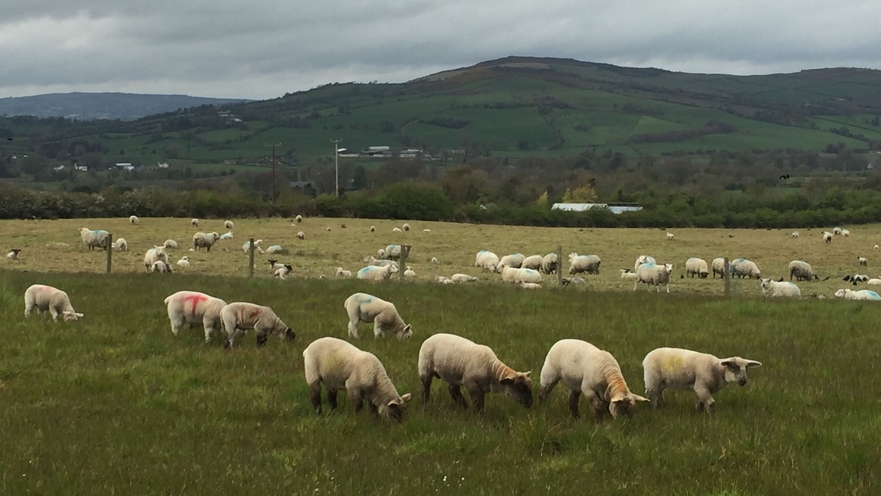 Photo of Outdoor in Strabane