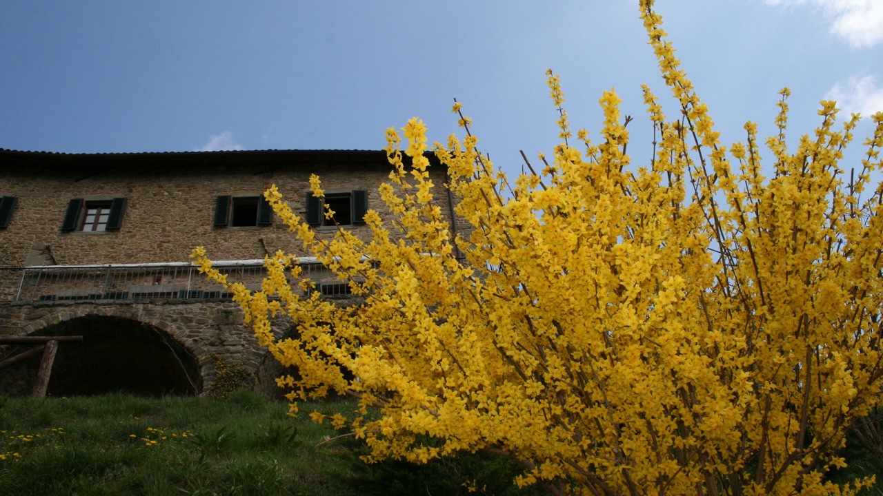 Photo of Outdoor in Mologno