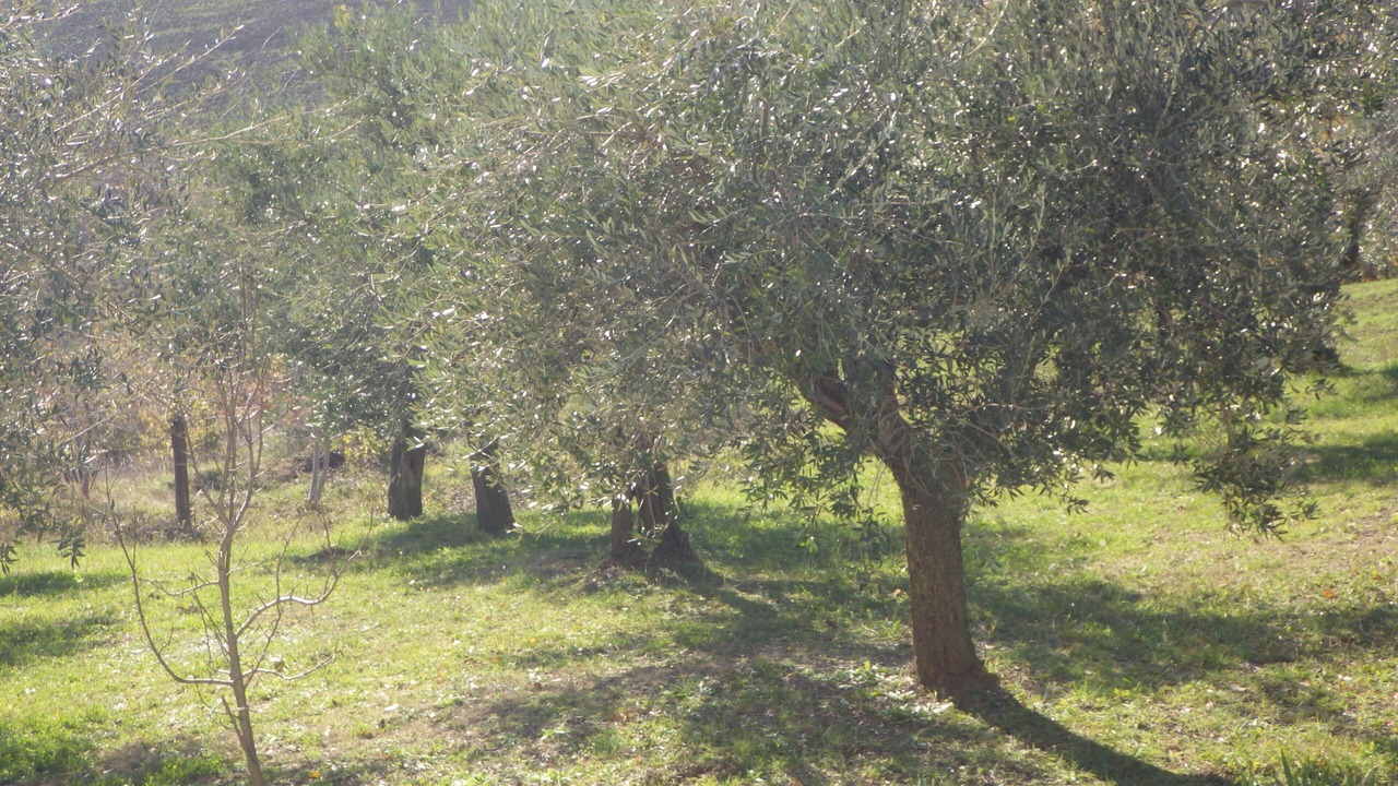 Photo of Outdoor in Civitella Casanova