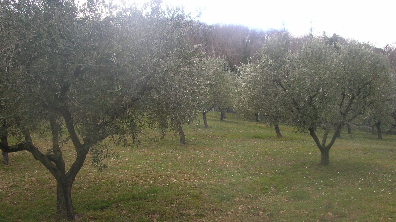 Photo of Outdoor in Fano