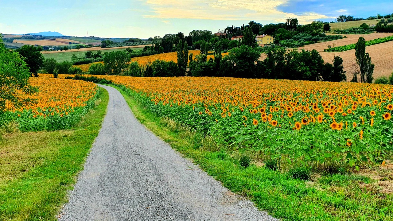 Photo of Outdoor in Tavullia