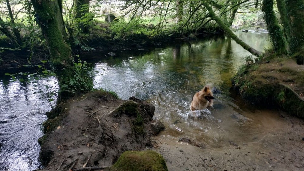 Photo of Others in West Looe