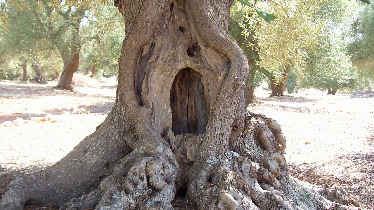 Photo of Others in Cisternino