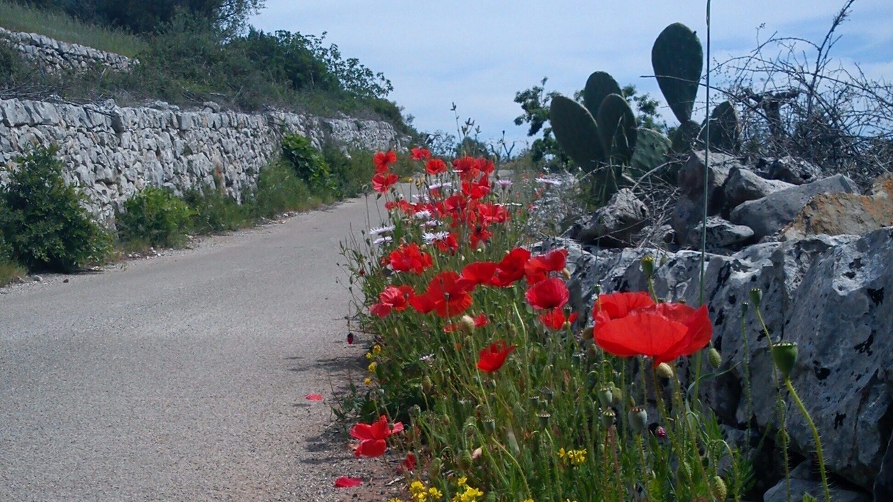 Photo of Others in Cisternino