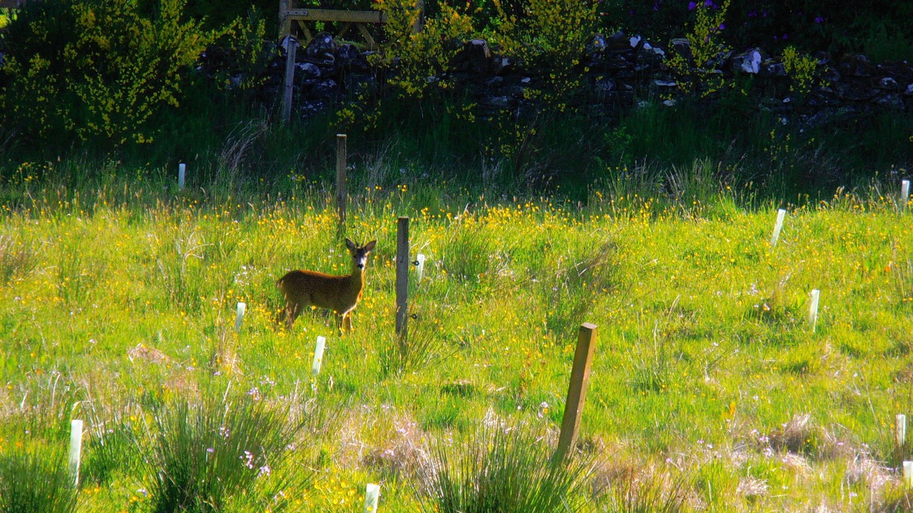 Photo of Others in Aberfeldy