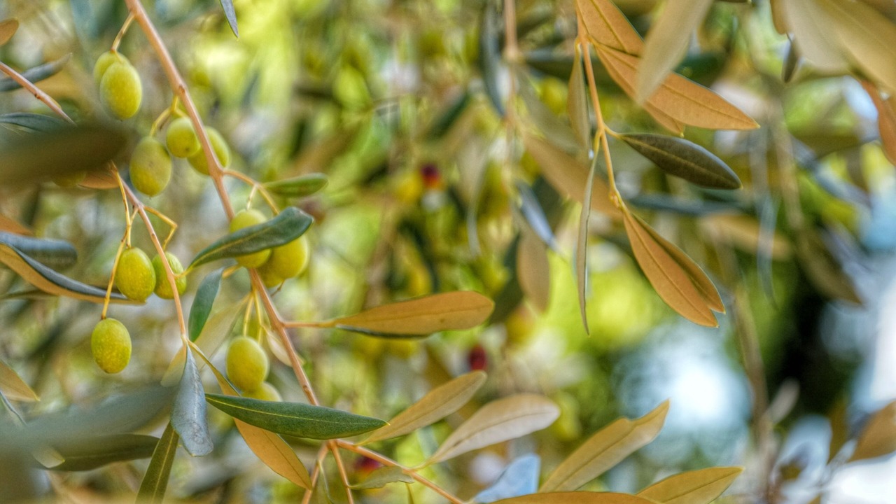 Photo of Outdoor in Poggio Alla Croce