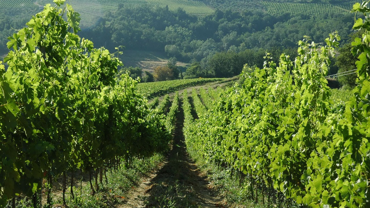 Photo of Outdoor in Montespertoli