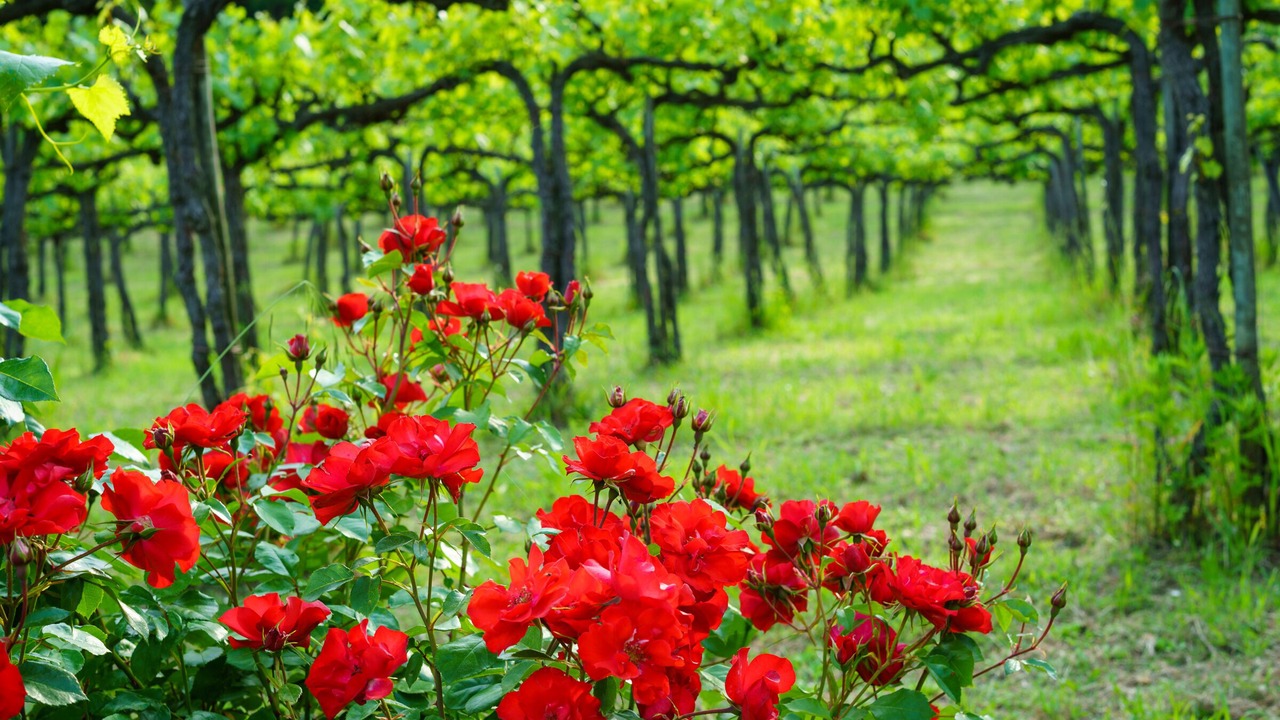 Photo of Outdoor in Spello
