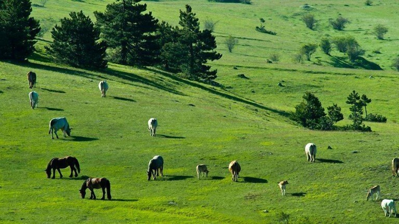 Photo of Others in Sassoferrato