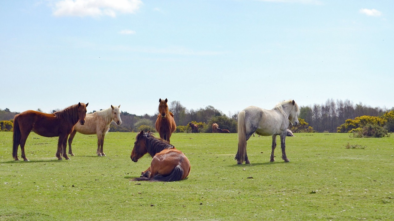 Photo of Others in New Forest District