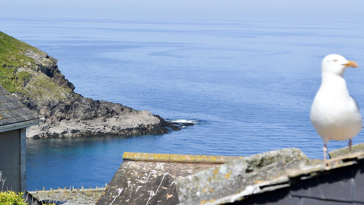 Photo of Others in Port Isaac
