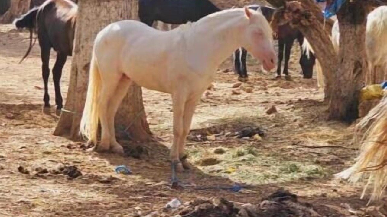 Photo of Others in Zaouiat Cheikh