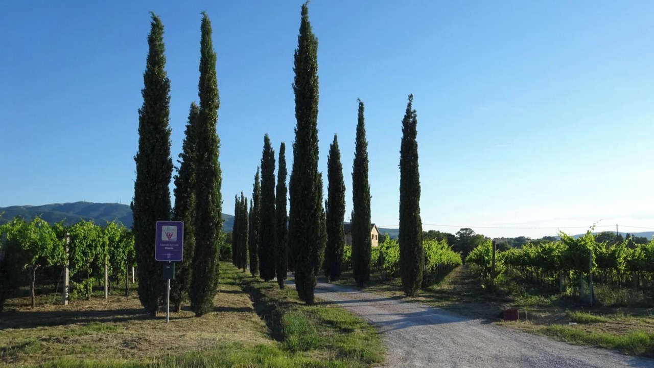 Photo of Others in Montefalco