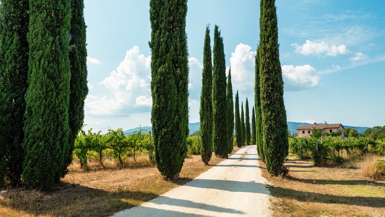 Photo of Others in Montefalco