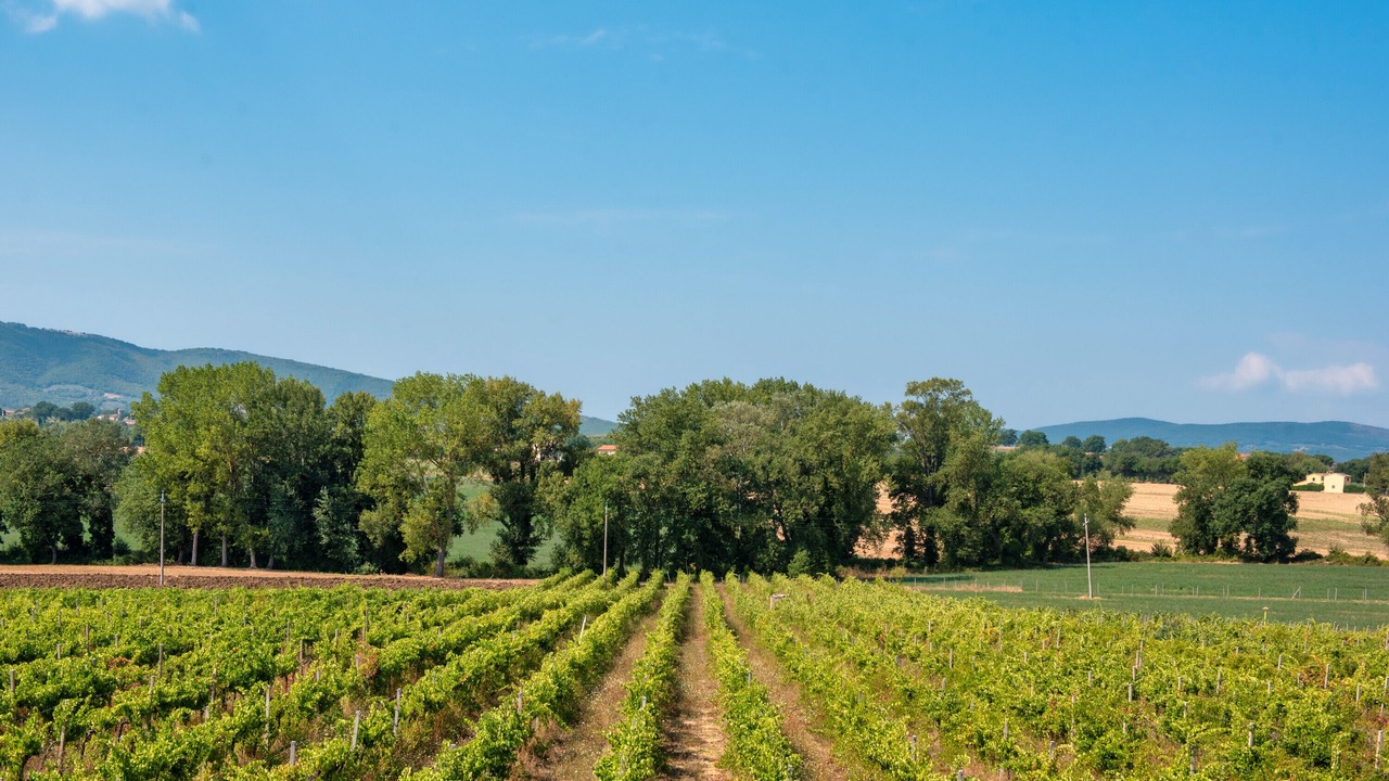 Photo of Others in Montefalco
