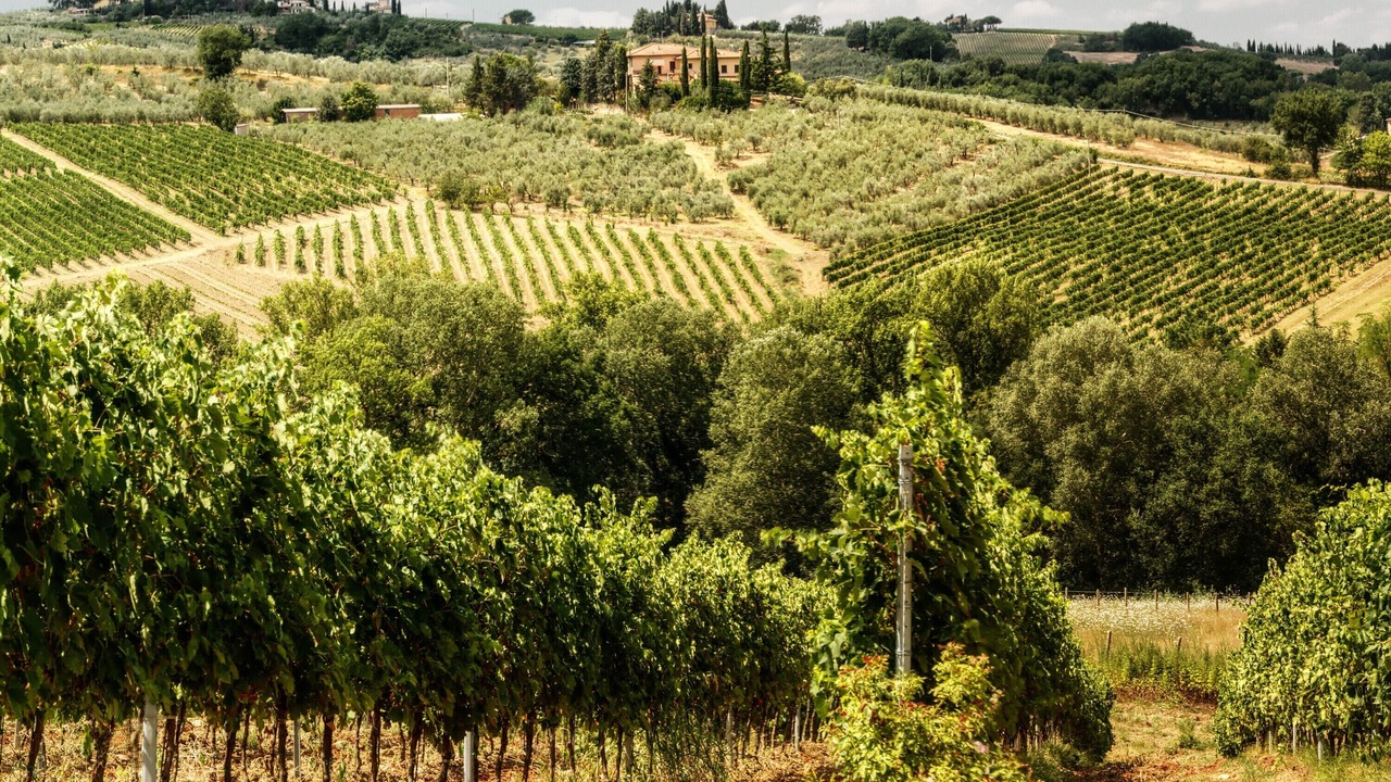 Photo of Others in Montespertoli