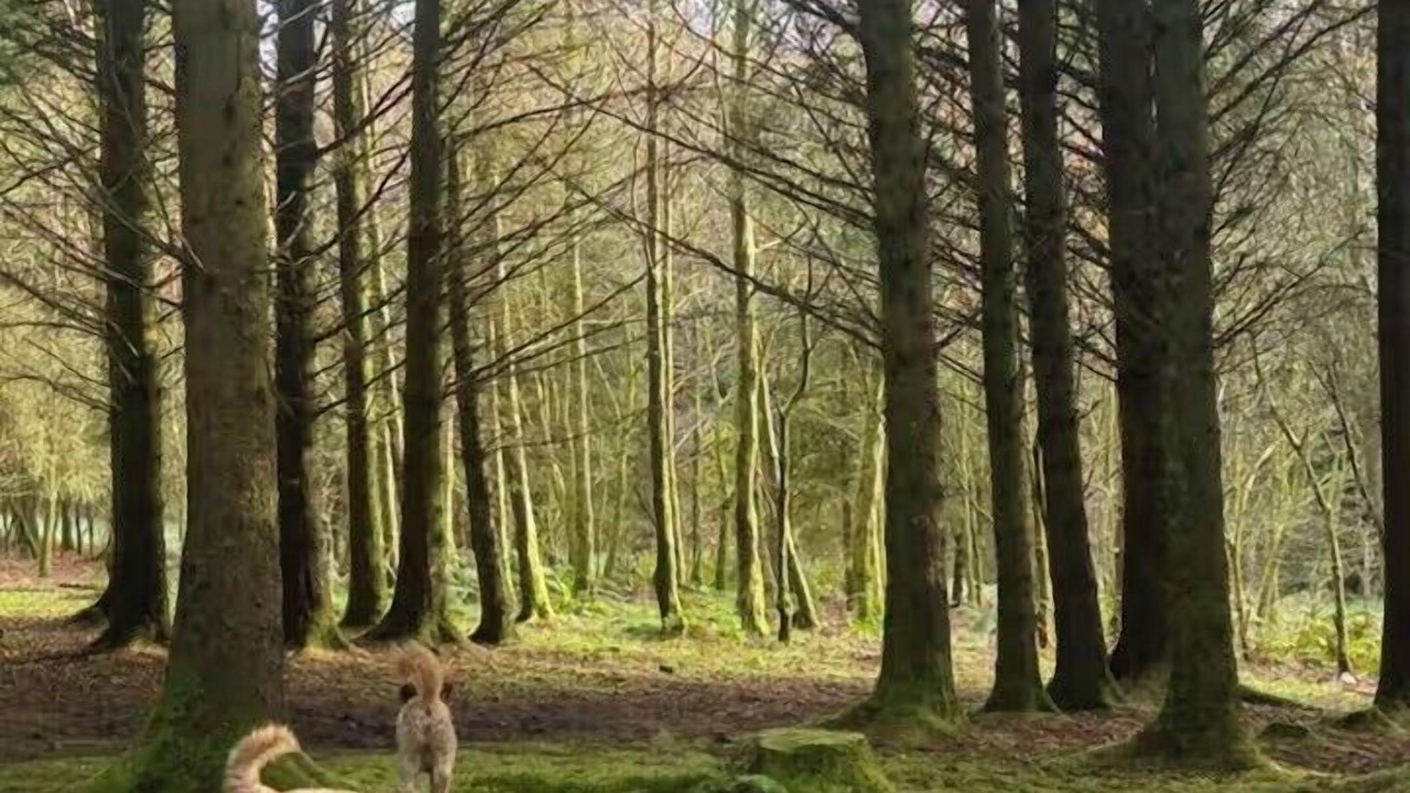 Photo of Others in Shotts