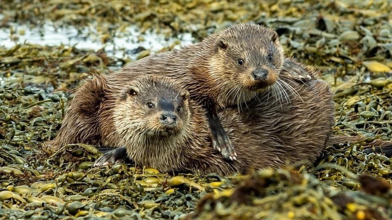 Photo of Others in Bunessan