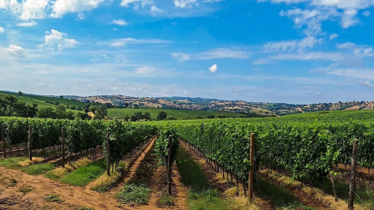 Photo of Outdoor in Dogliani