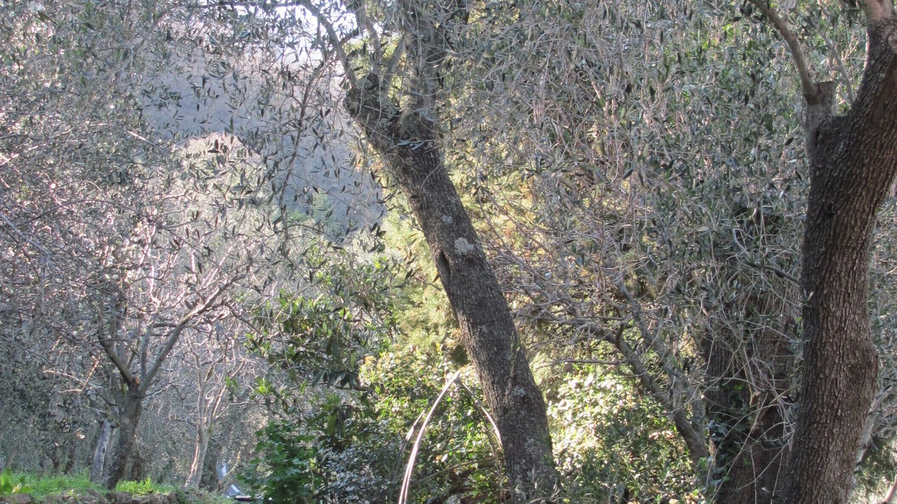 Photo of Outdoor in Dolcedo