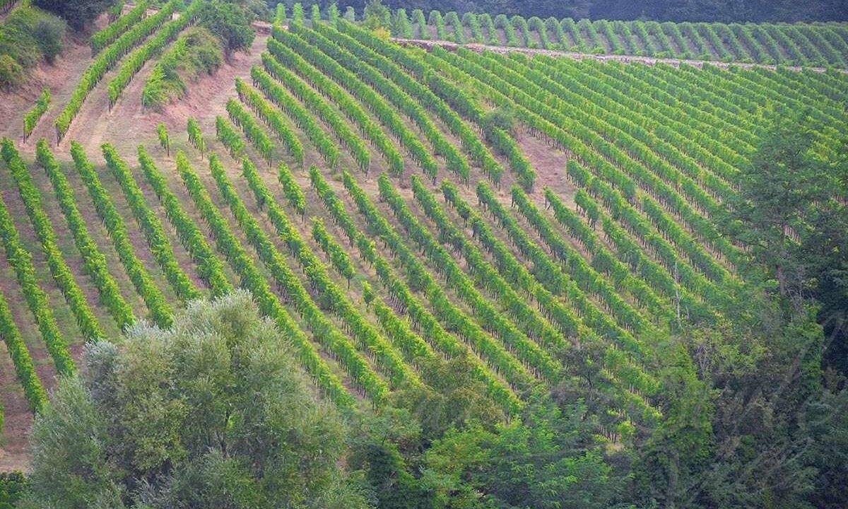Photo of Others in Panzano in Chianti