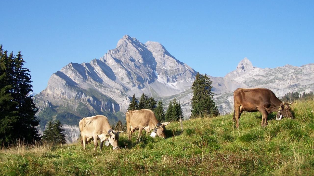 Photo of Others in Braunwald