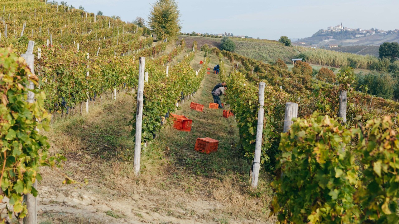Photo of Outdoor in Canelli