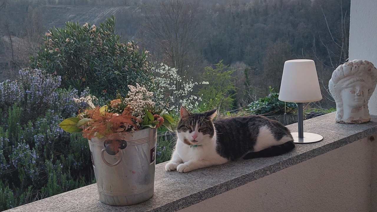 Photo of Patio Balcony in Odalengo Grande