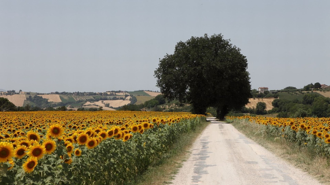 Photo of Outdoor in Falerone